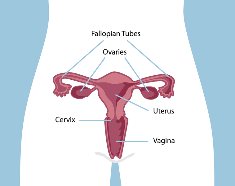 The Pap test is a very effective screening method used in the prevention of cervical cancer in women.